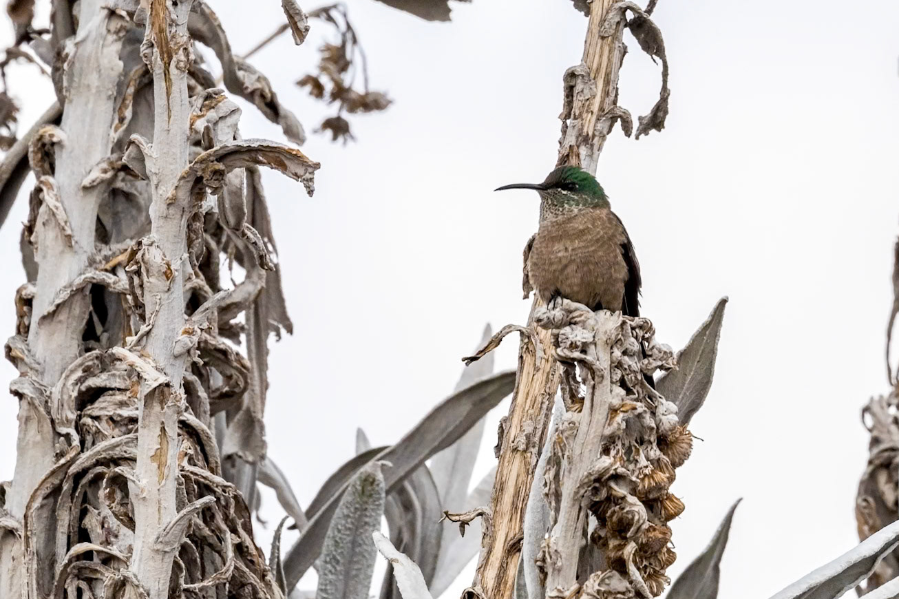 Oreotrochilus chimborazo (F_juv)
