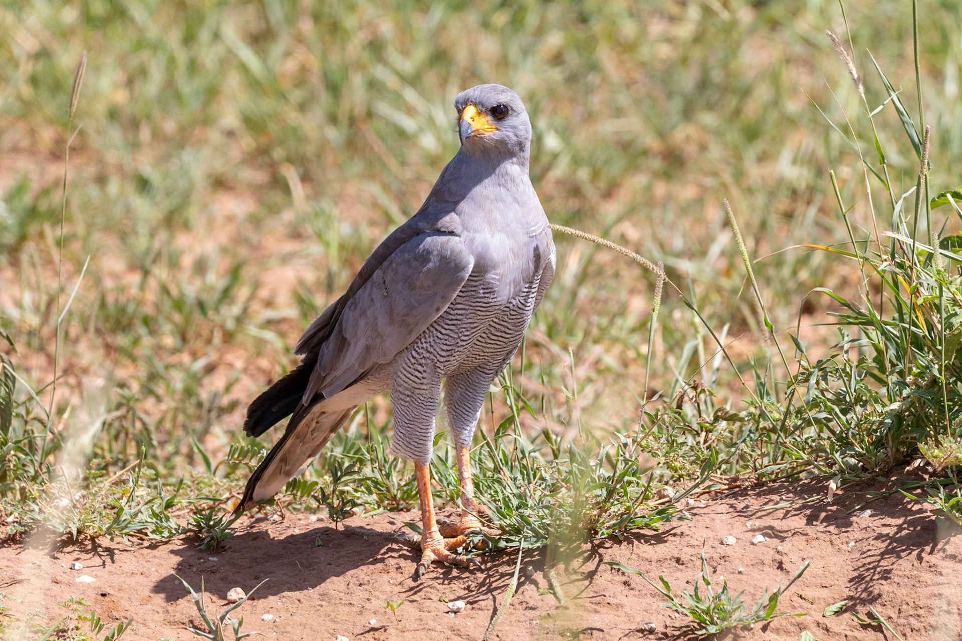 Melierax poliopterus