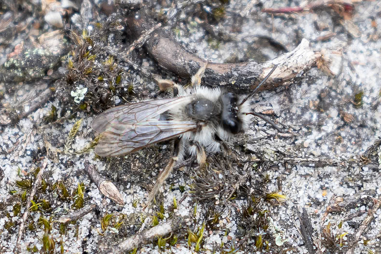 Andrena vaga
