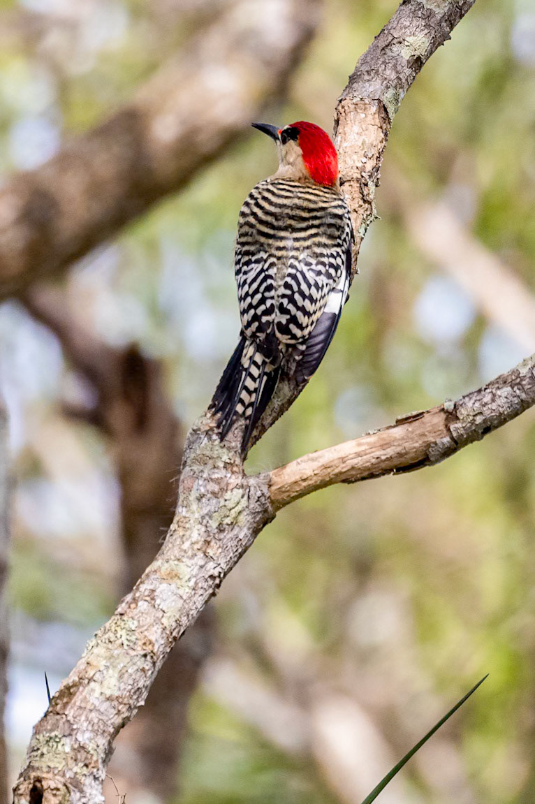 Melanerpes superciliaris