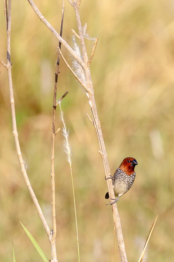 Lonchura punctulata punctulata