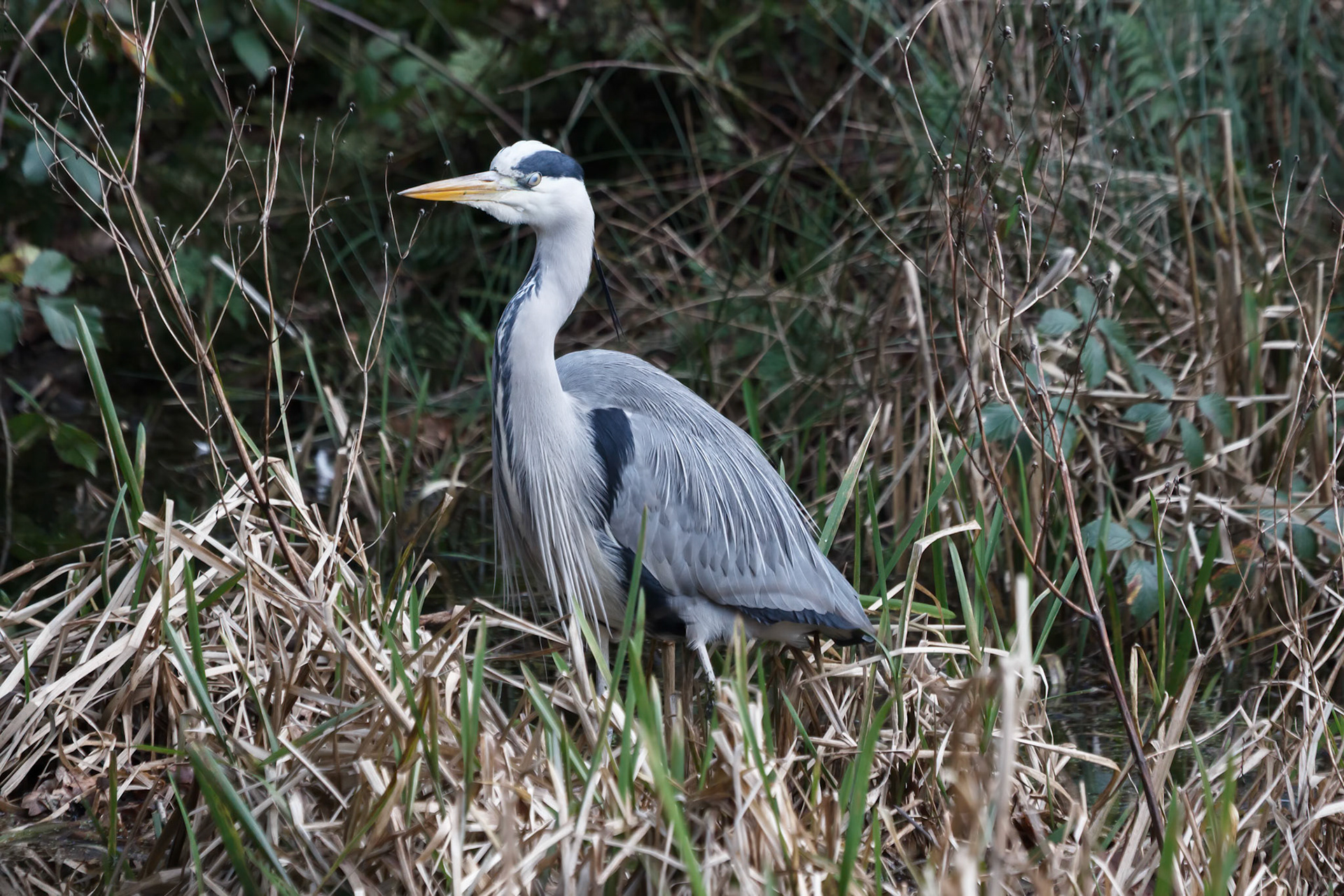 Ardea cinerea