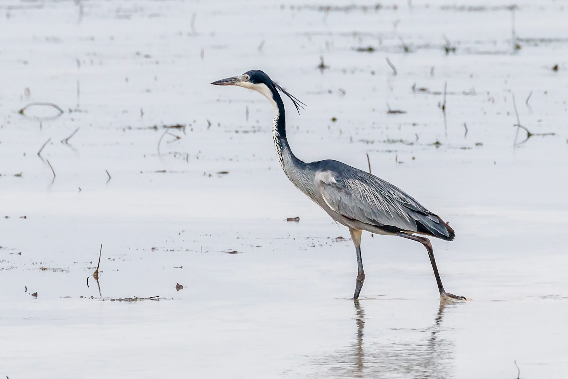 Ardea melanocephala