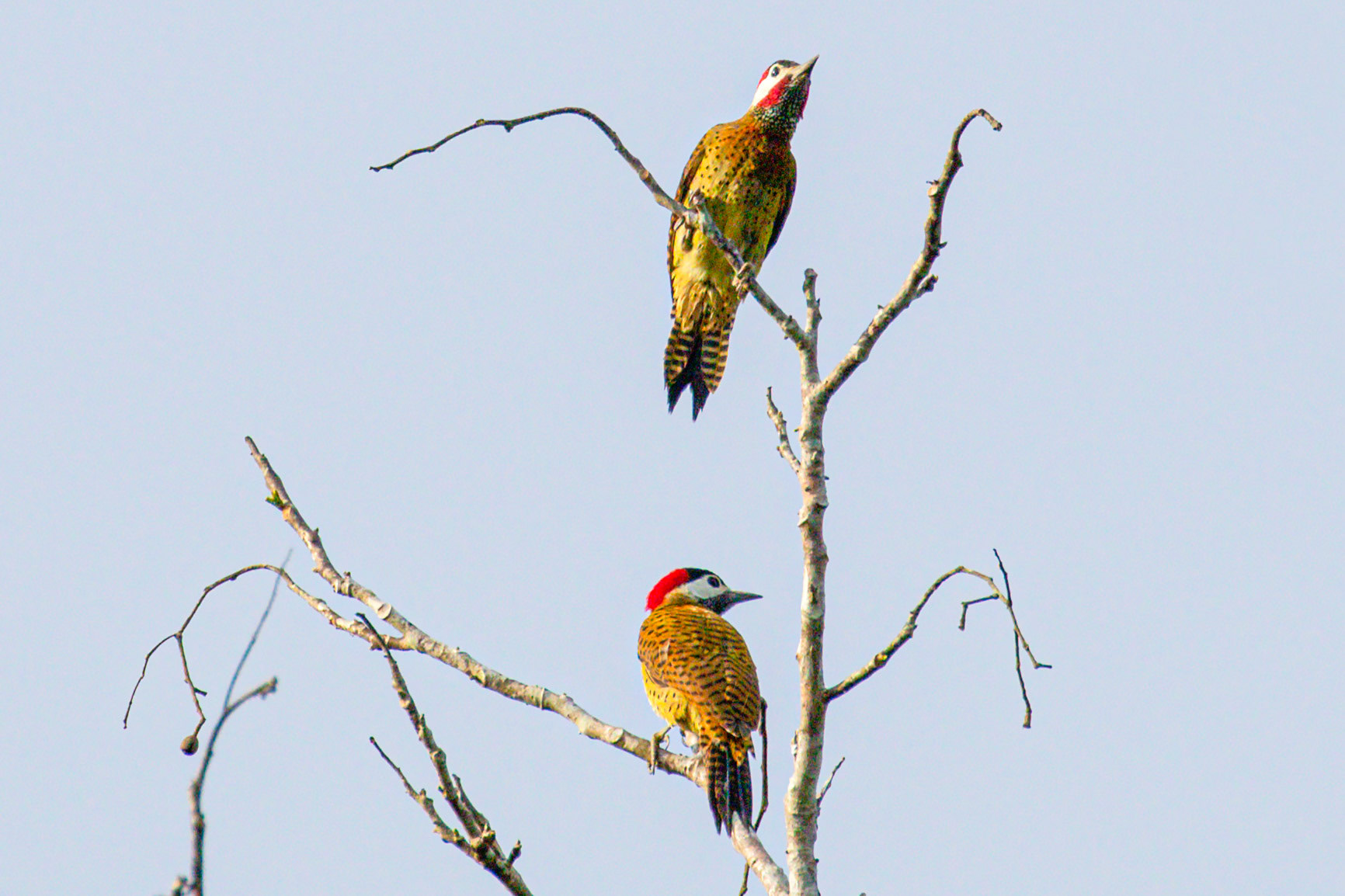 Colaptes punctigula guttatus