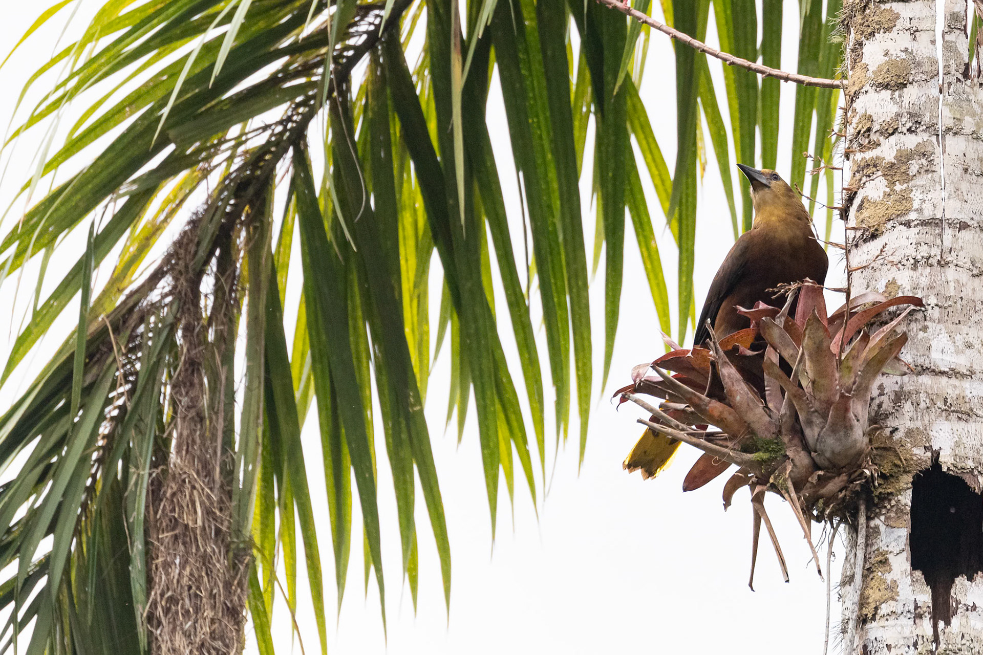 Psarocolius angustifrons atrocastaneus