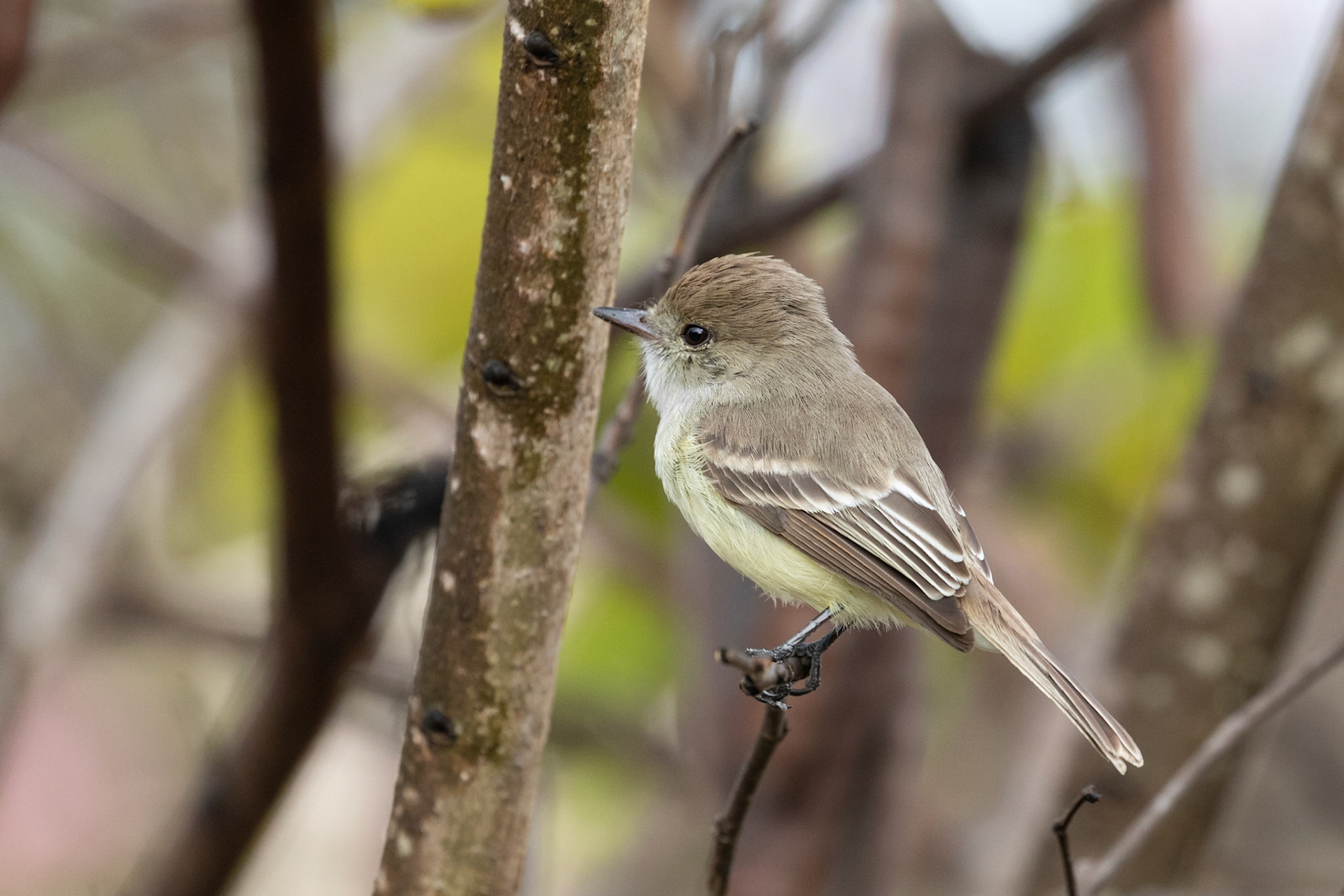 Myiarchus magnirostris