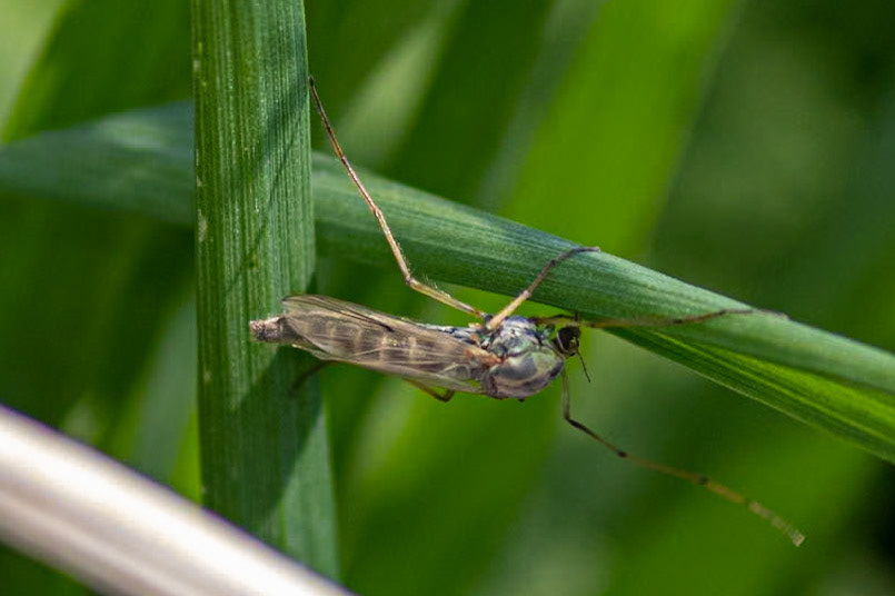 Chironomidae indet.