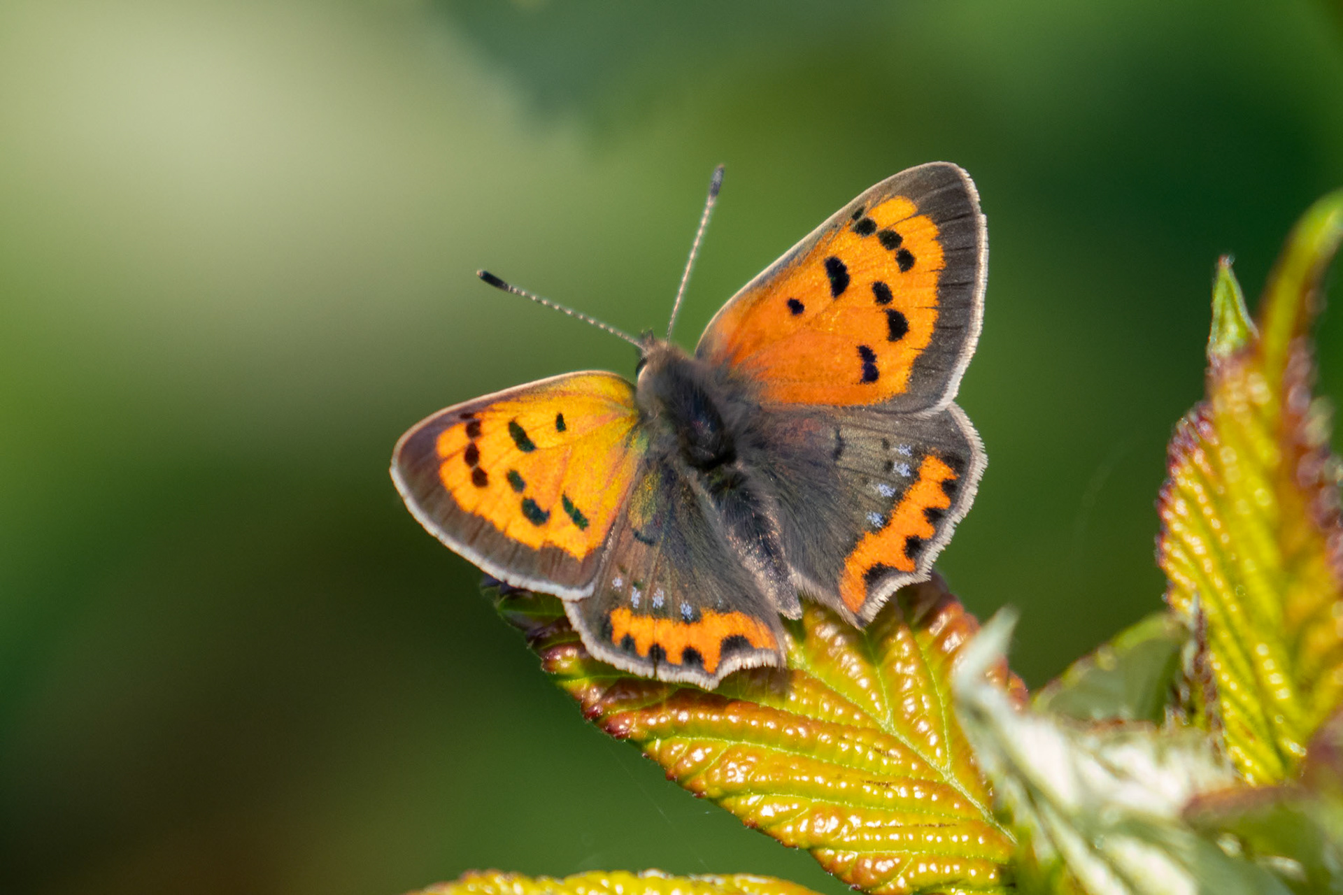Lycaena phlaeas