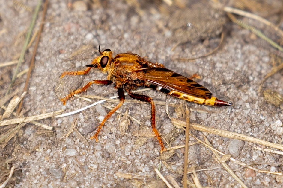 Asilus crabroniformis