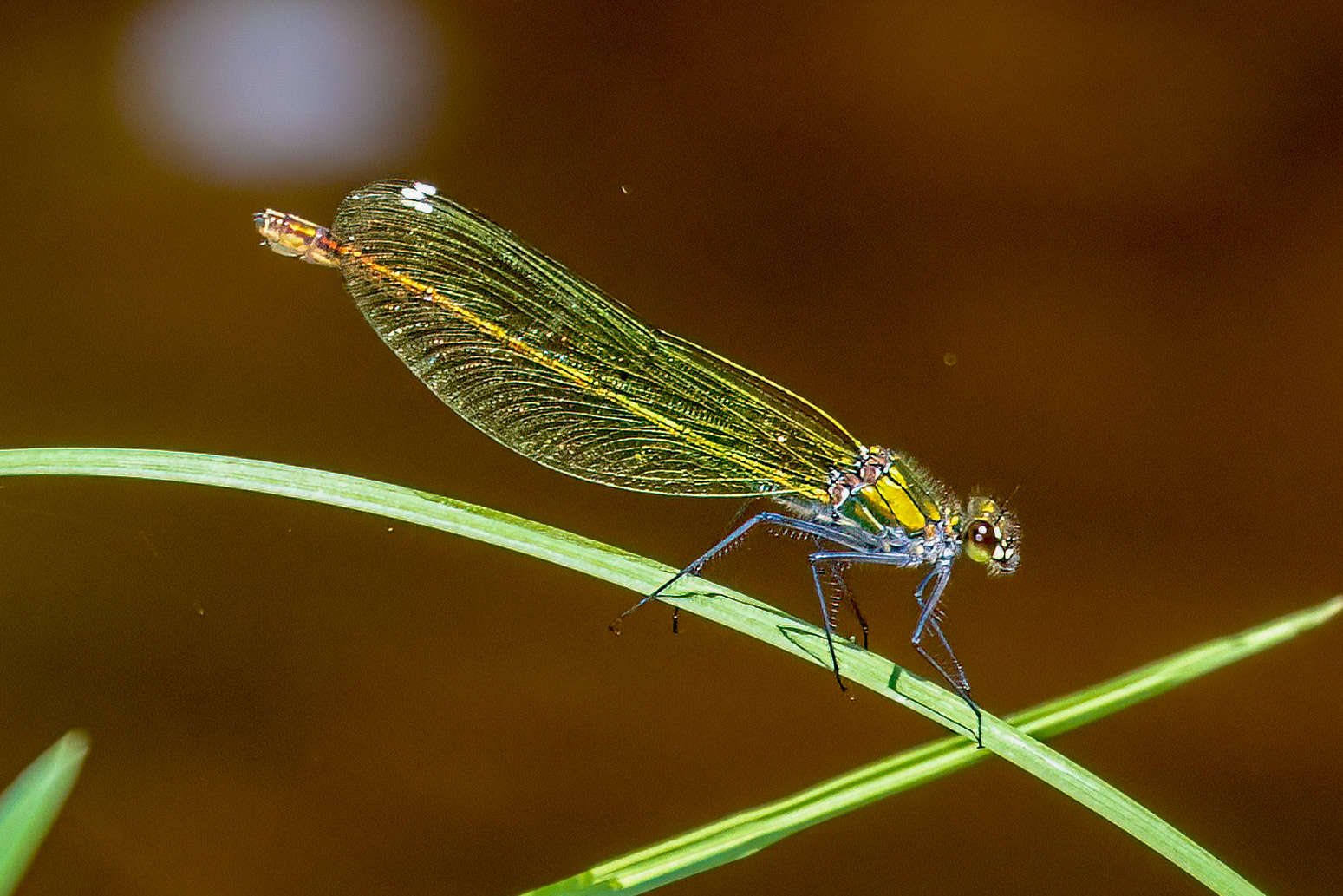 Calopteryx splendens (V)