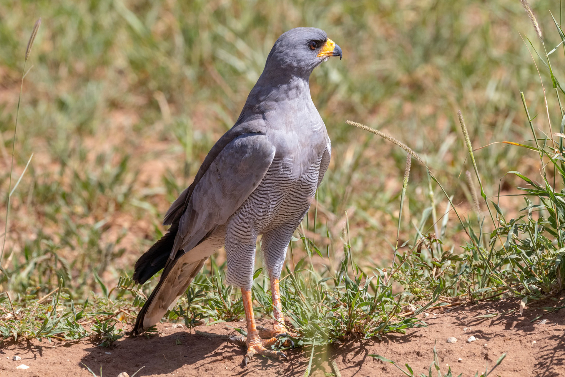 Melierax poliopterus