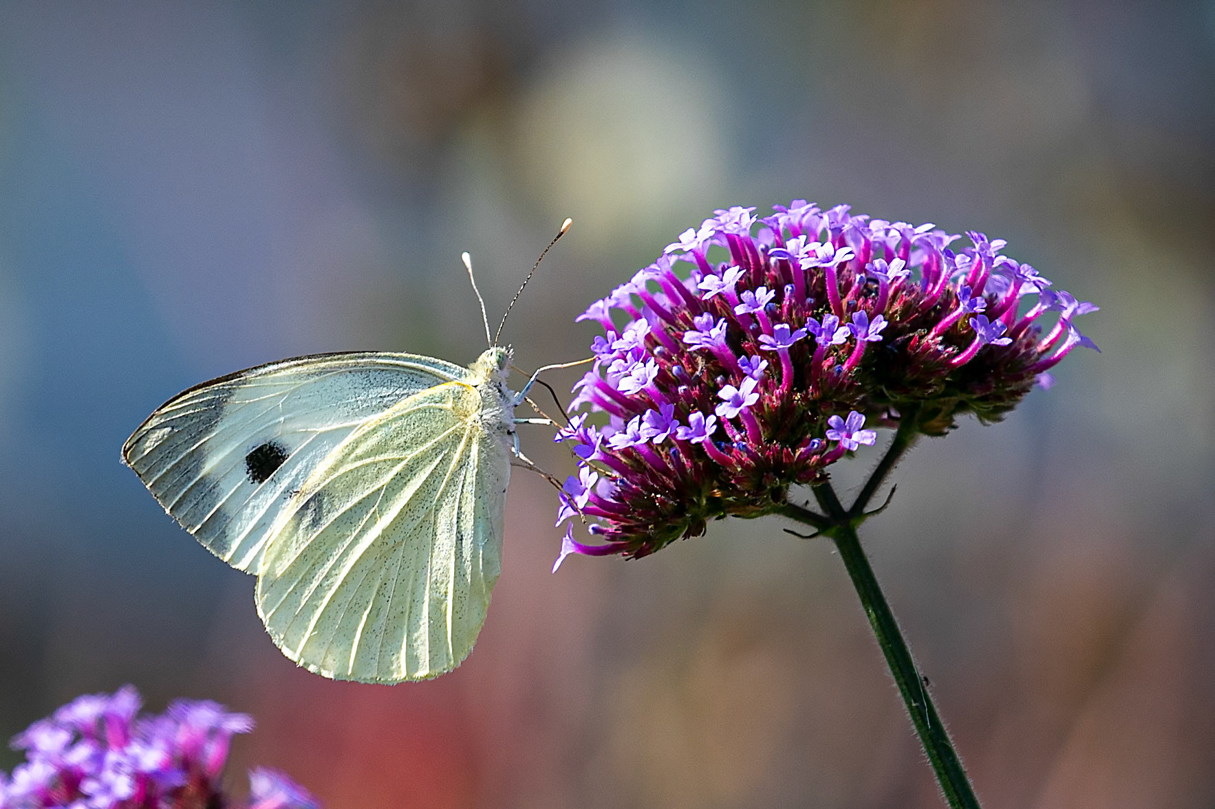 Pieris brassicae3