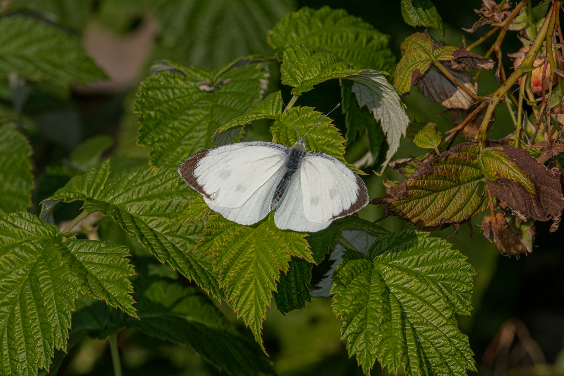 Pieris brassicae