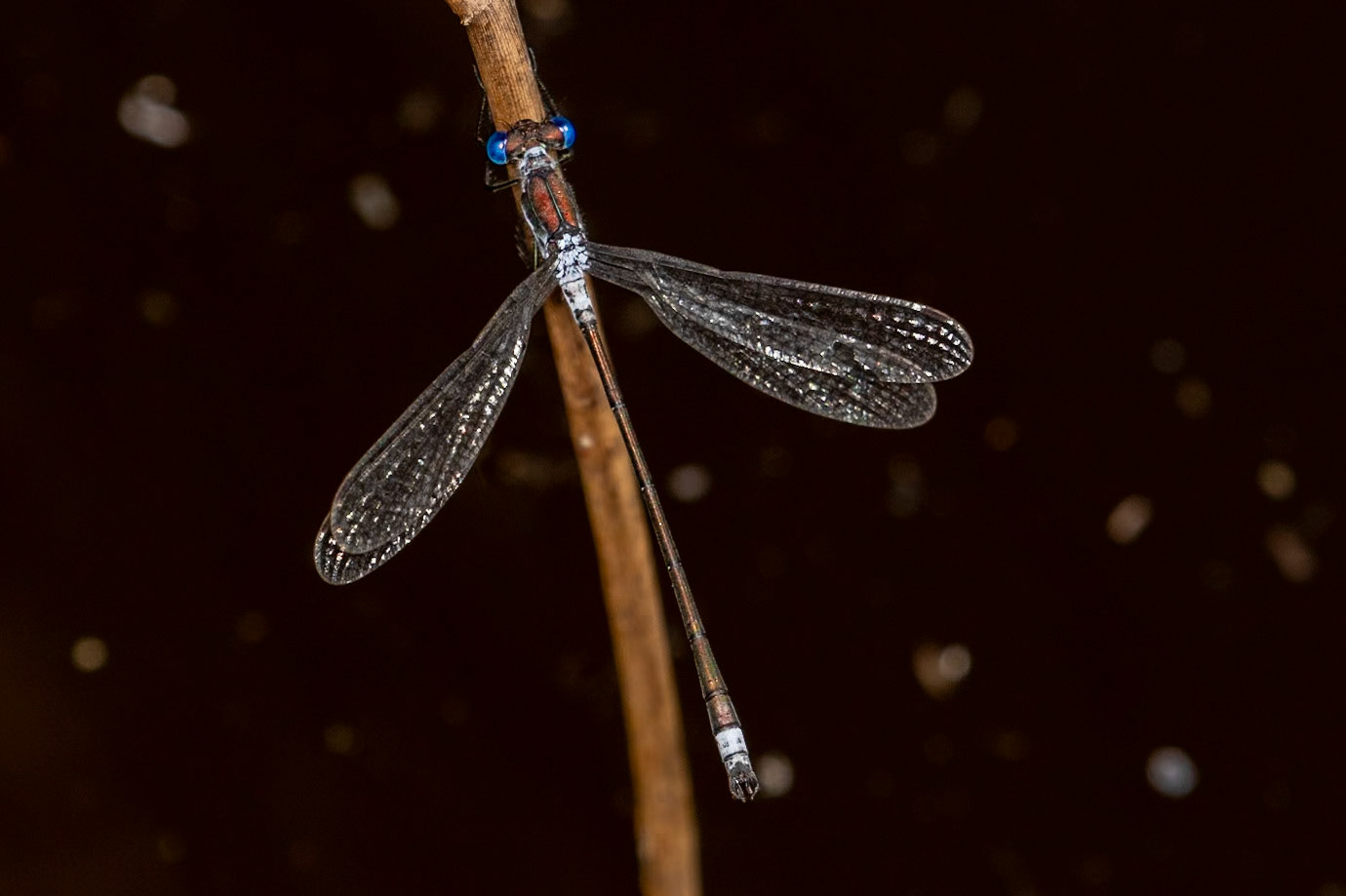 Lestes sponsa