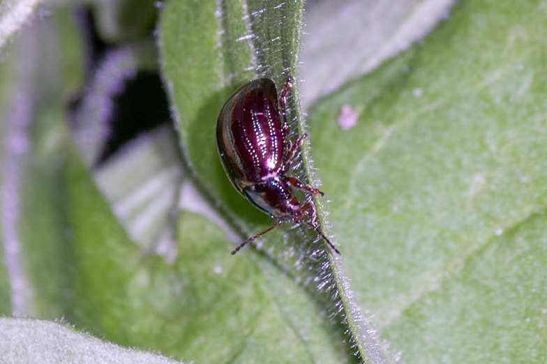 Chrysolina americana