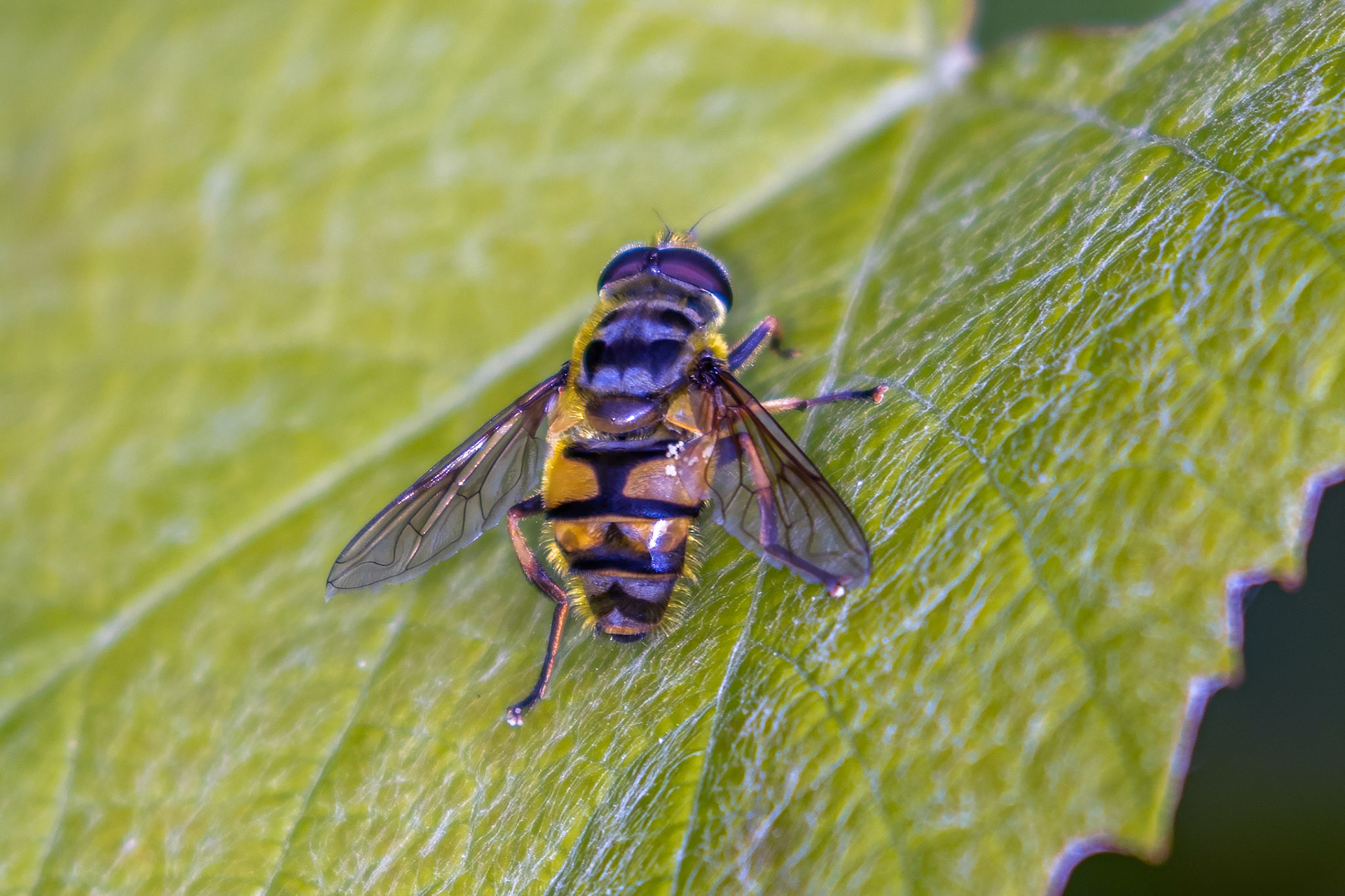 Myathropa florea