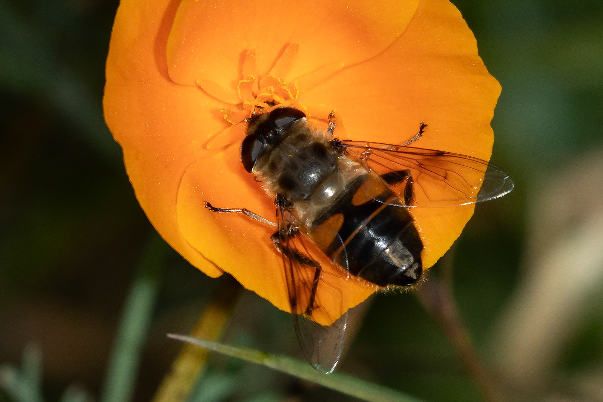 Eristalis tenax F)