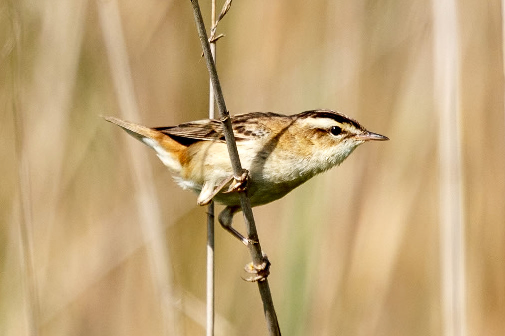 Acrocephalus schoenobaenus