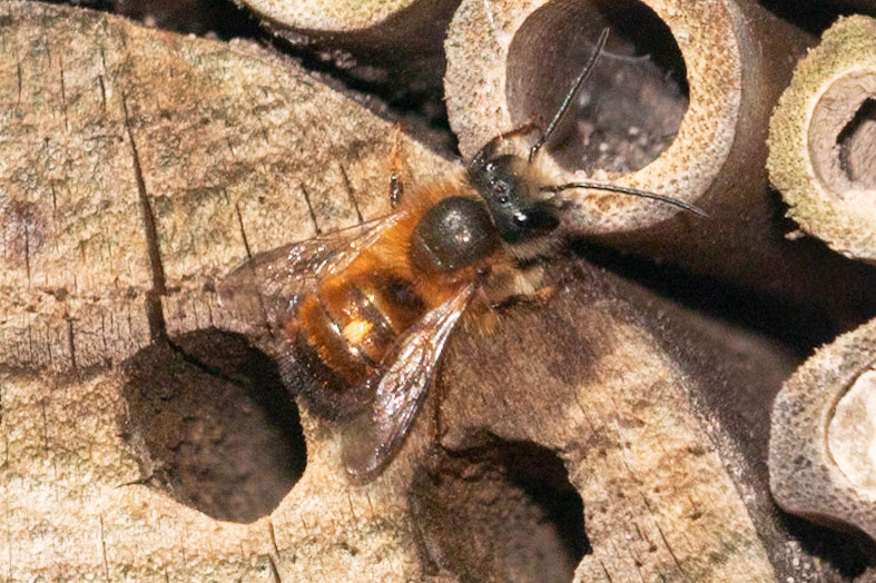 Osmia bicornis