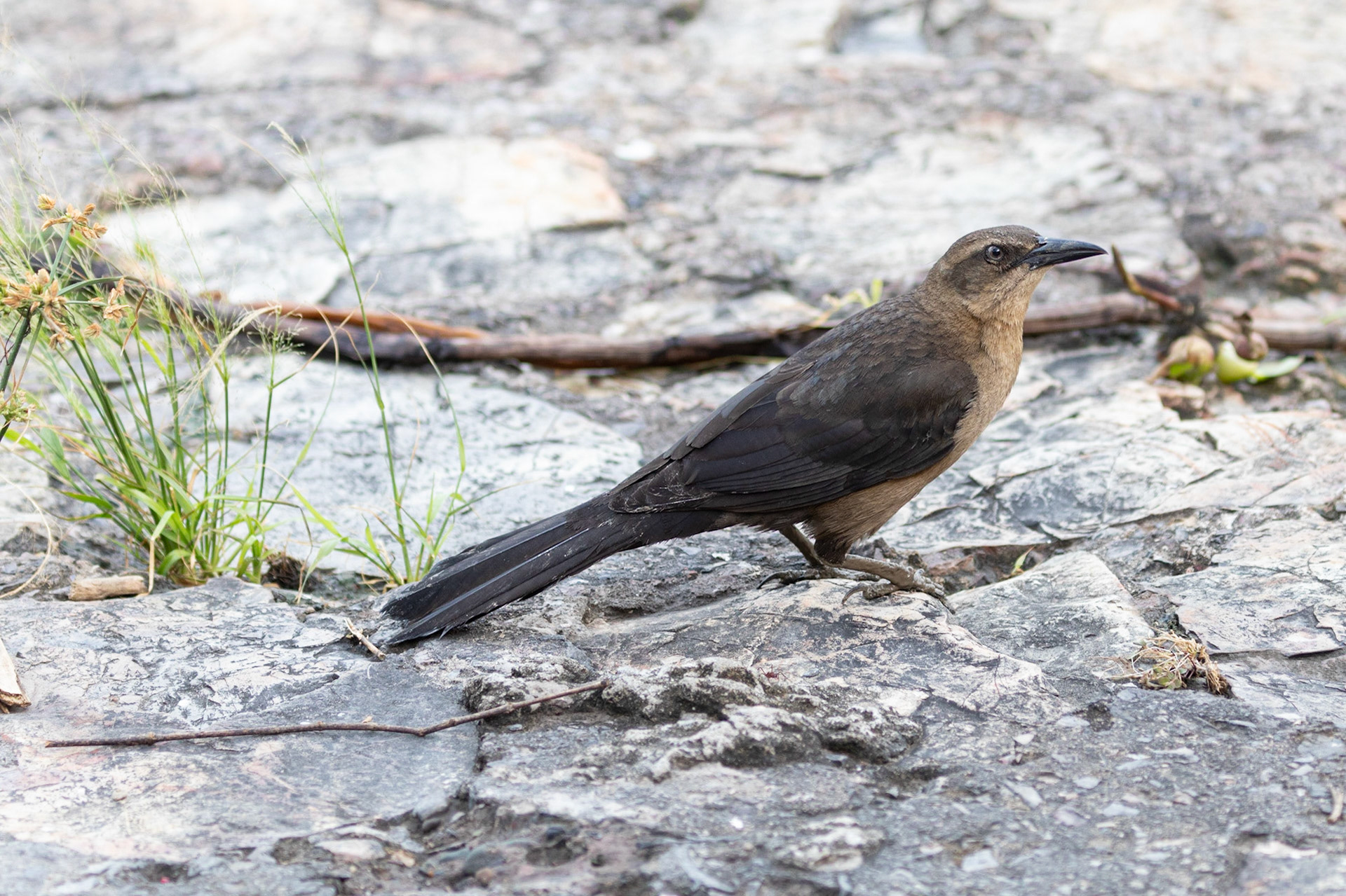 Quiscalus mexicanus (V)