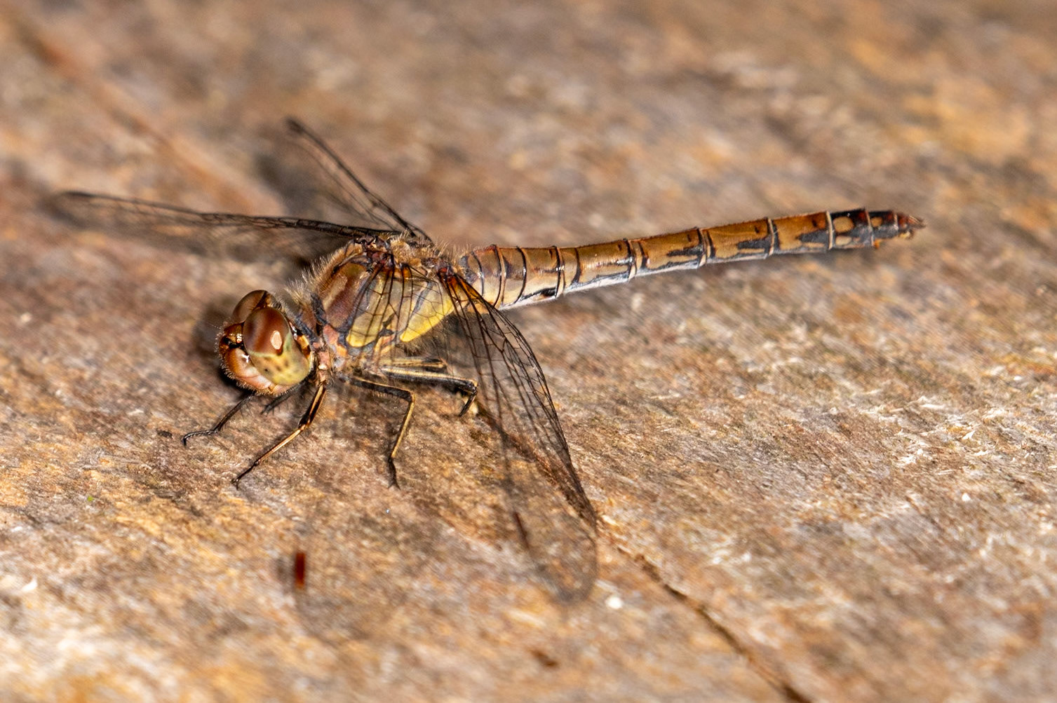 Sympetrum striolatum