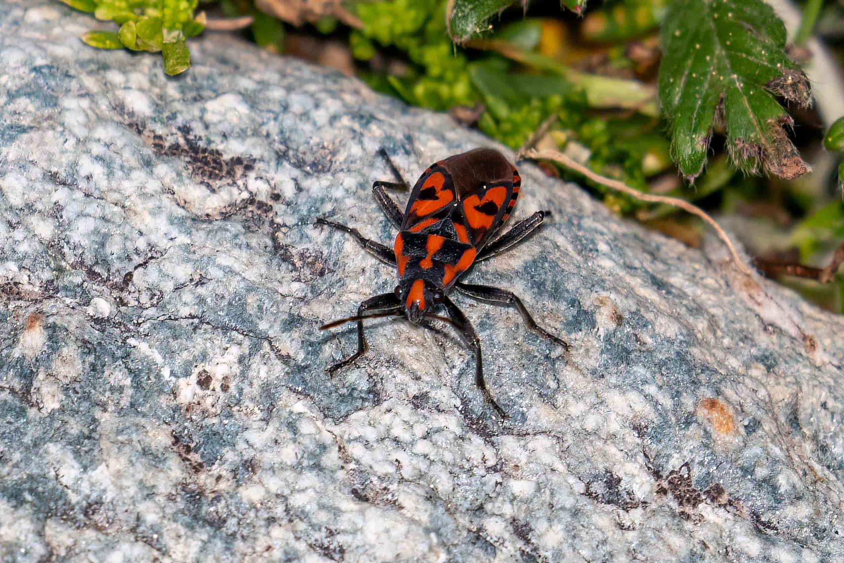 Spilostethus saxatilis