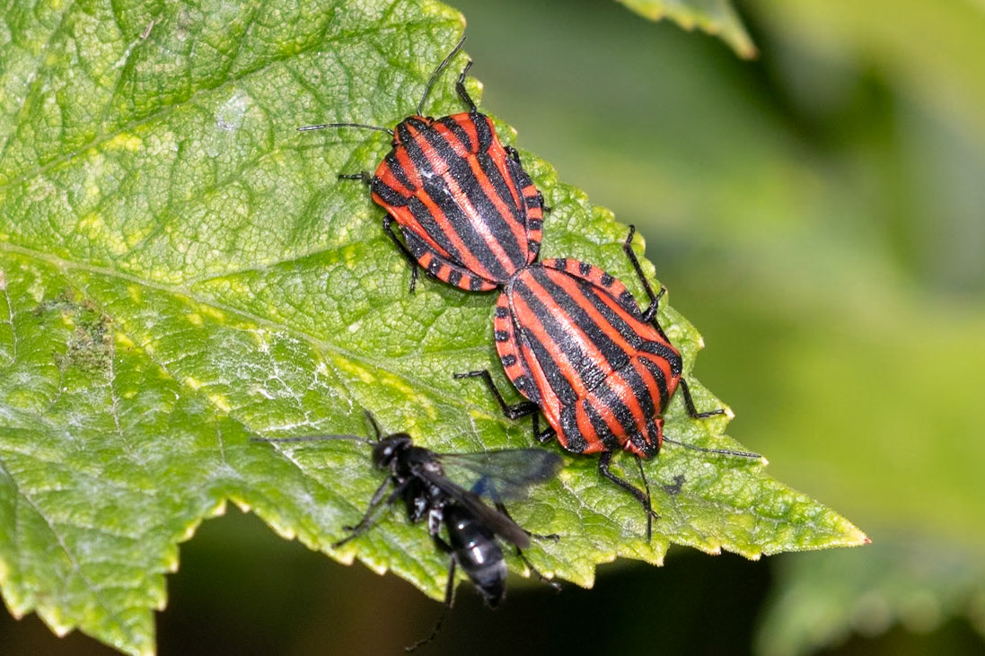 Graphosoma italicum
