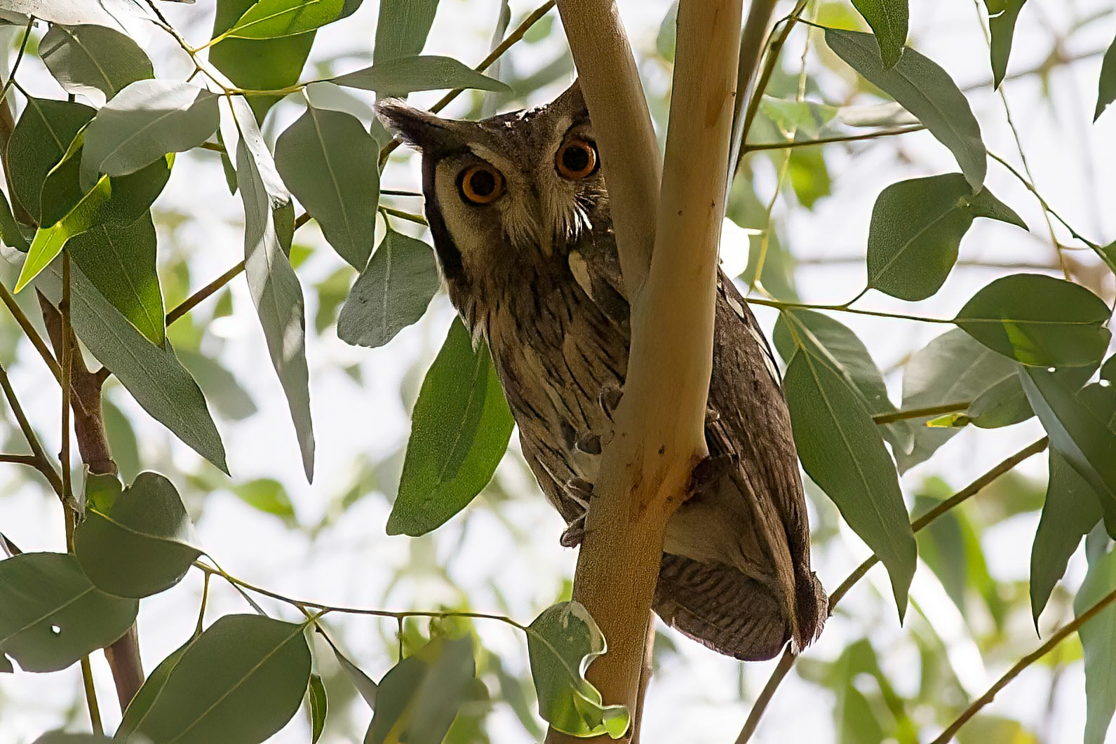 Ptilopsis (otis) leucotis