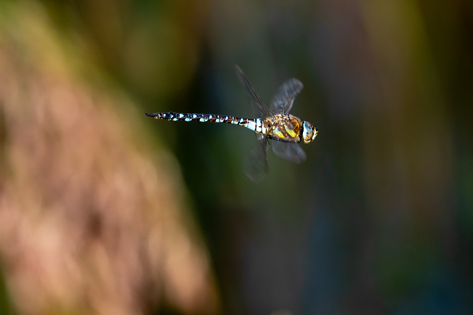 Aeshna mixta