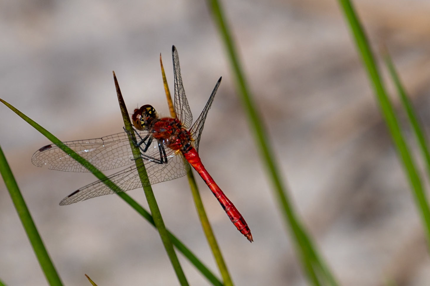 Sympetrum sanguineum