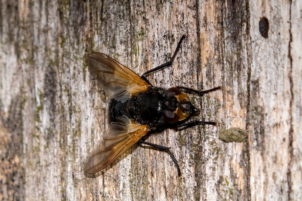 Mesembrina meridiana