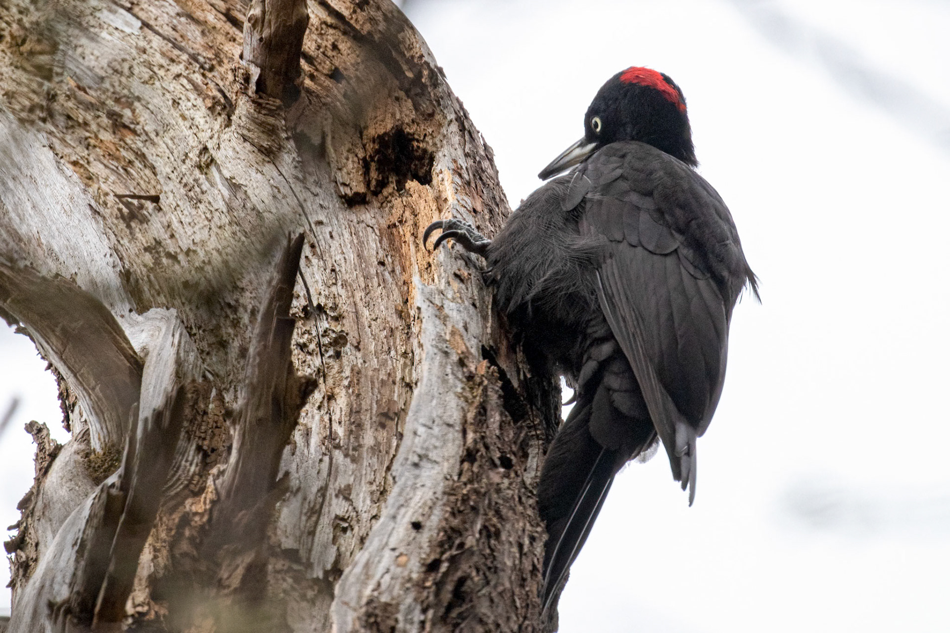 Dryocopus martius (V)