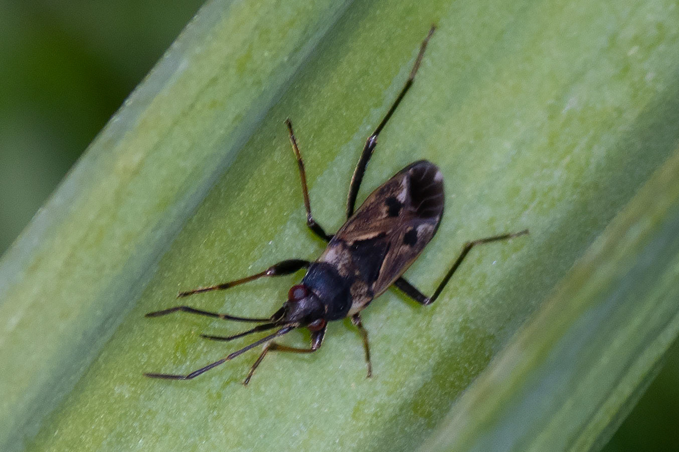 Rhyparochromus vulgaris