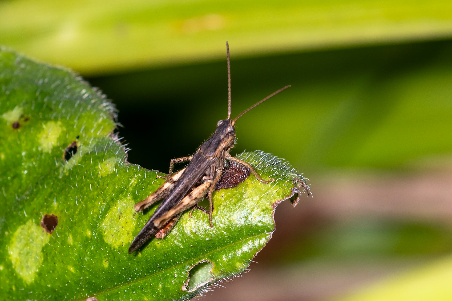 Chorthippus brunneus
