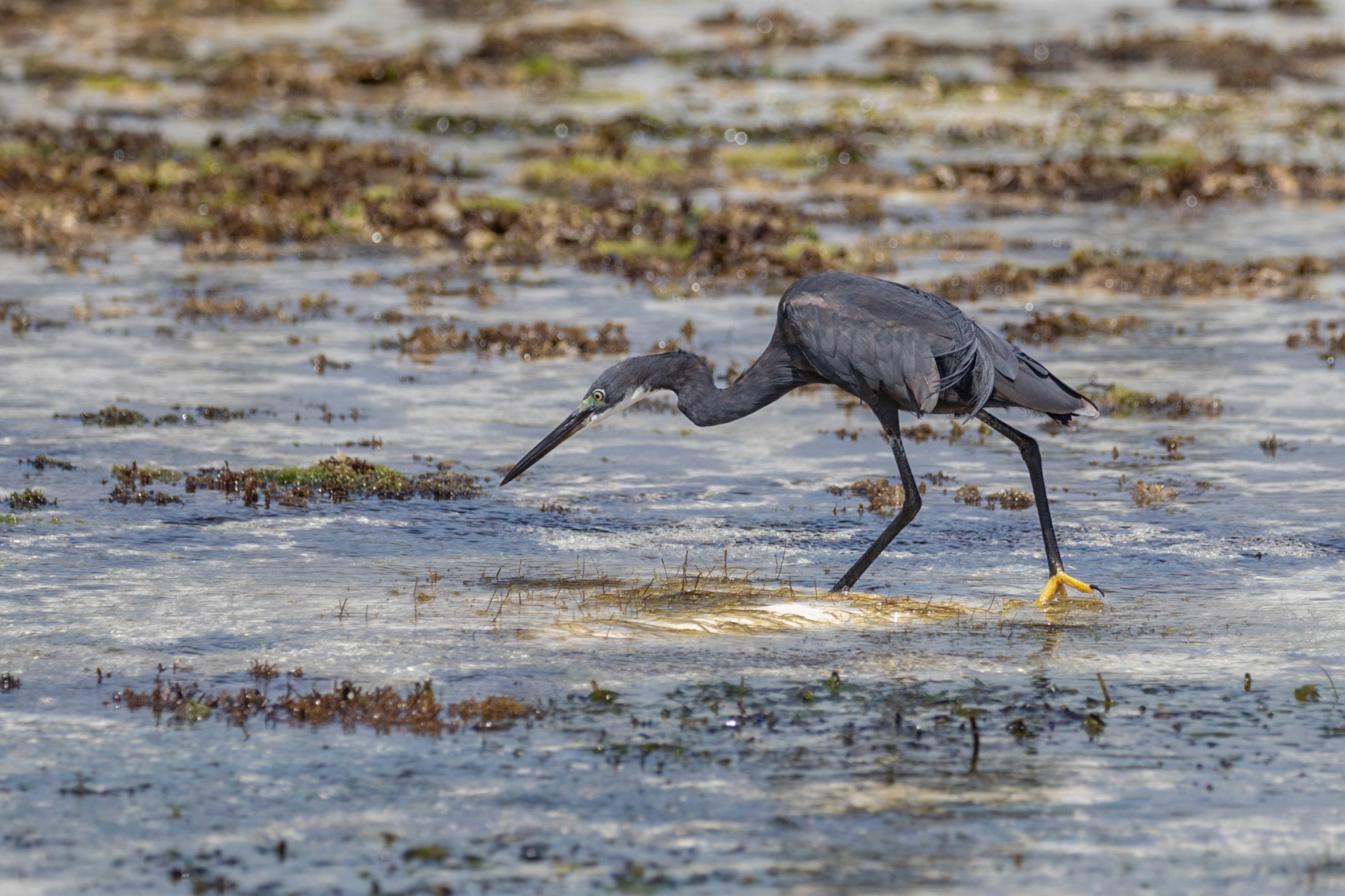 Egretta gularis