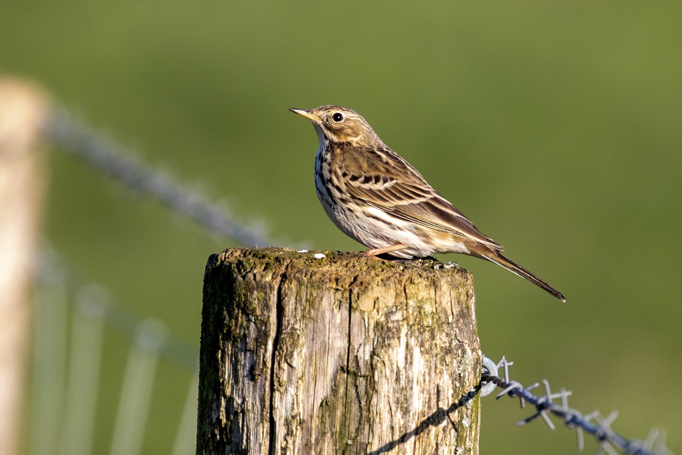 Anthus pratensis