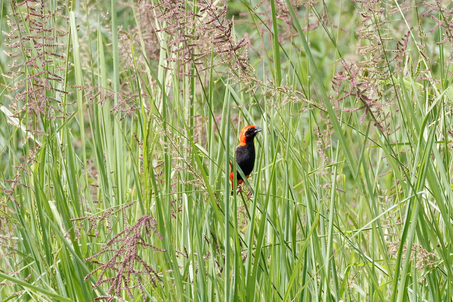 Euplectes nigroventris