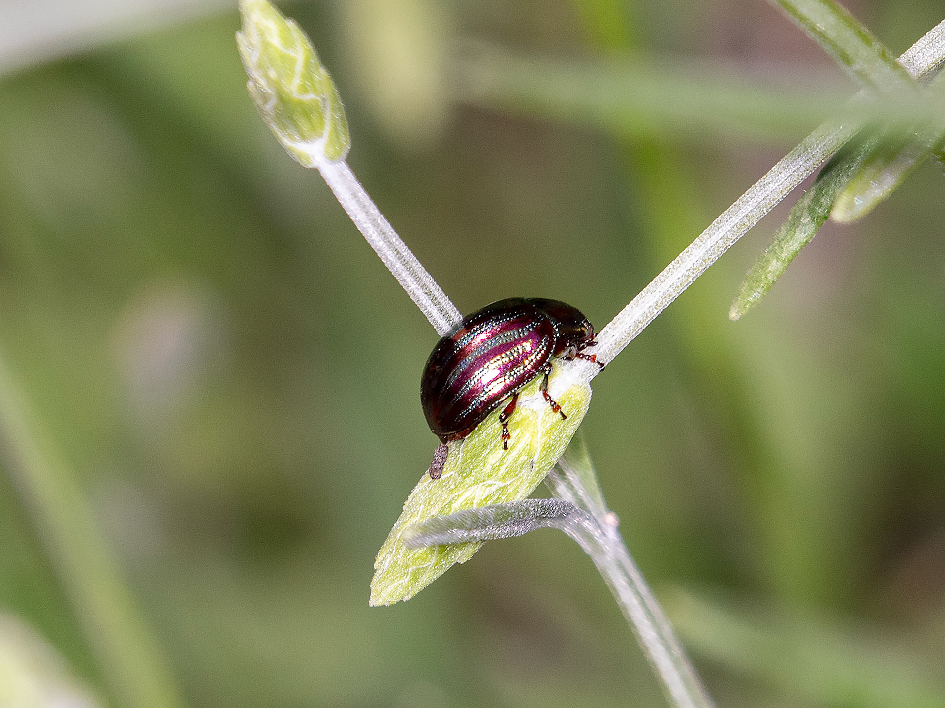 Chrysolina americana