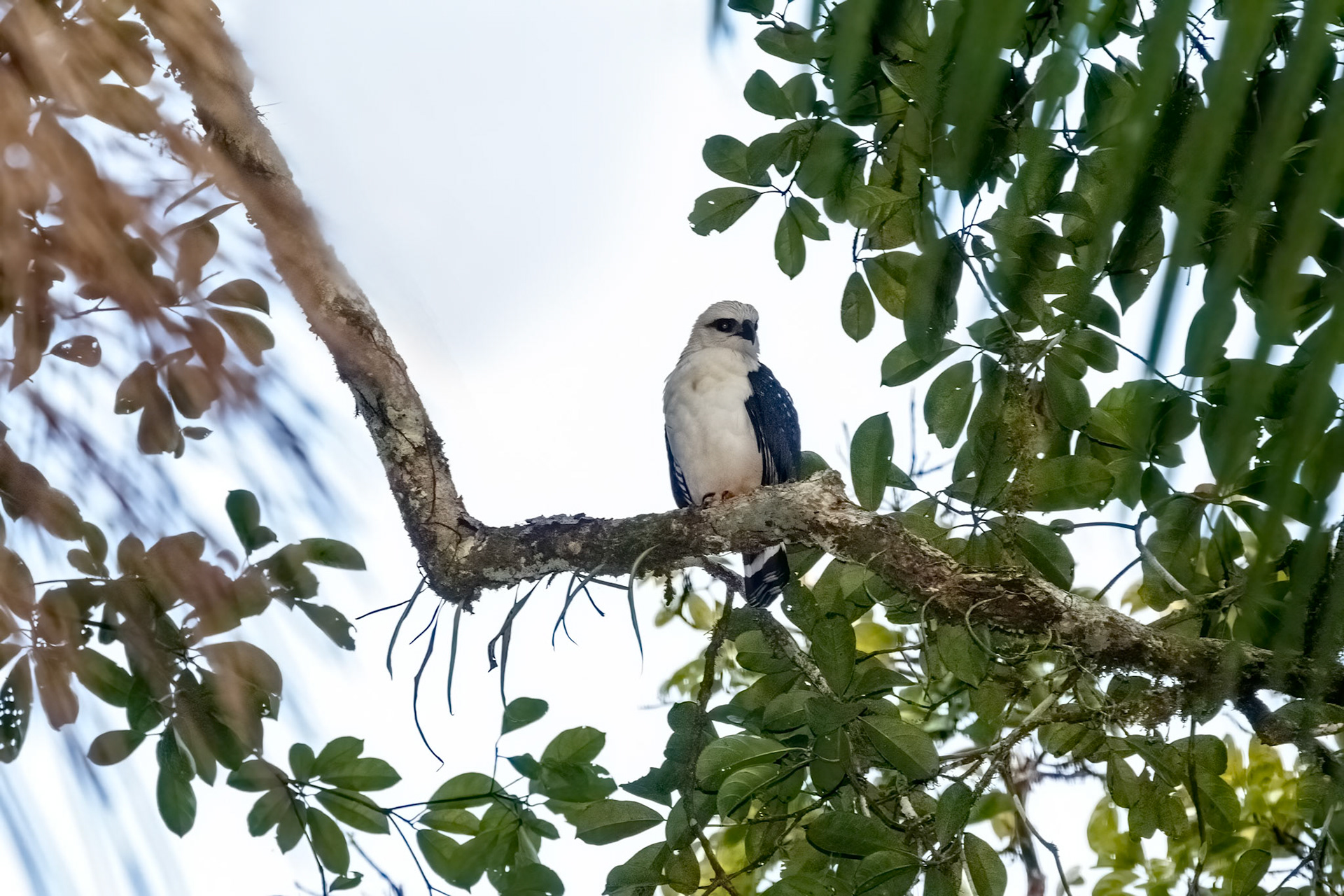 Leucopternis melanops