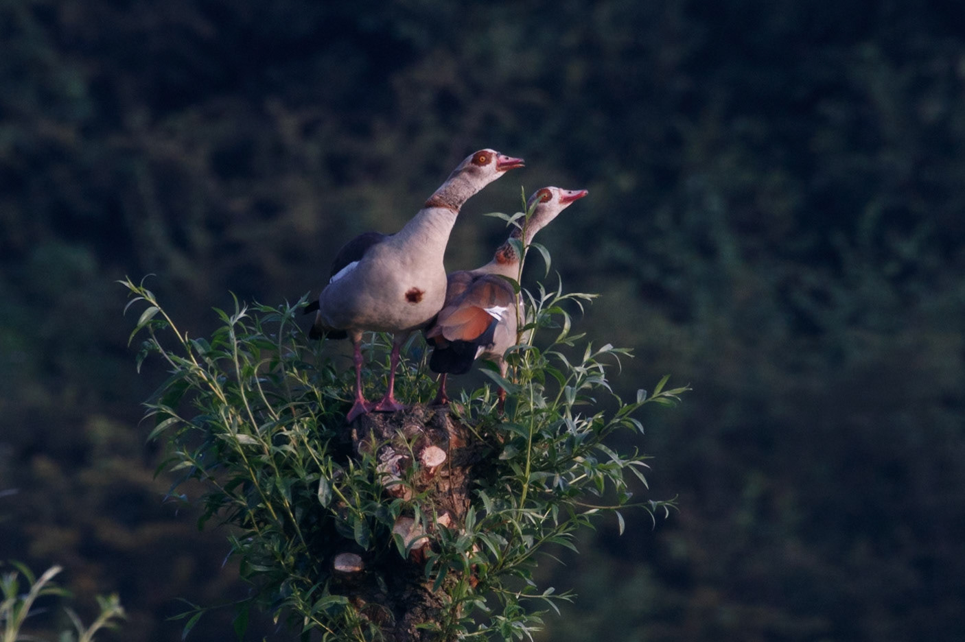 Alopochen aegyptiaca