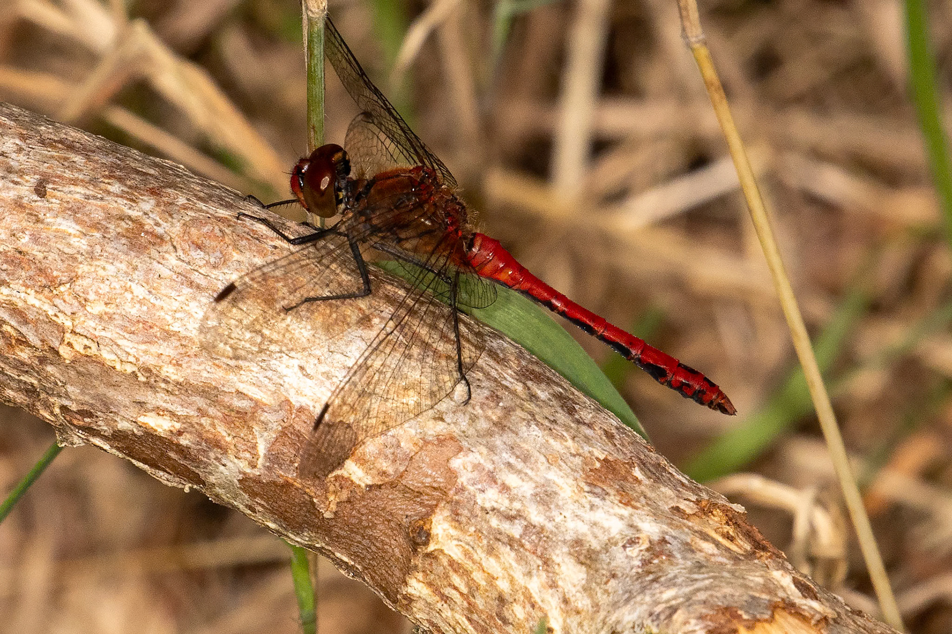 Sympetrum sanguineum