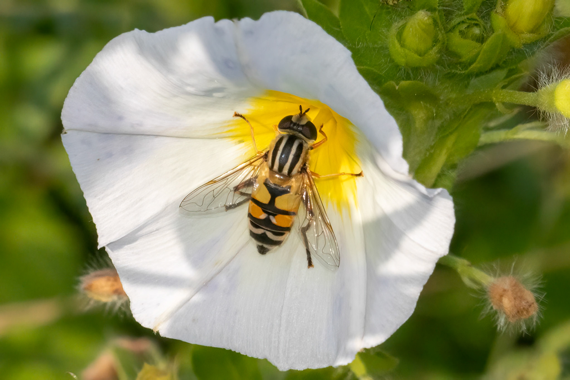 Helophilus trivittatus
