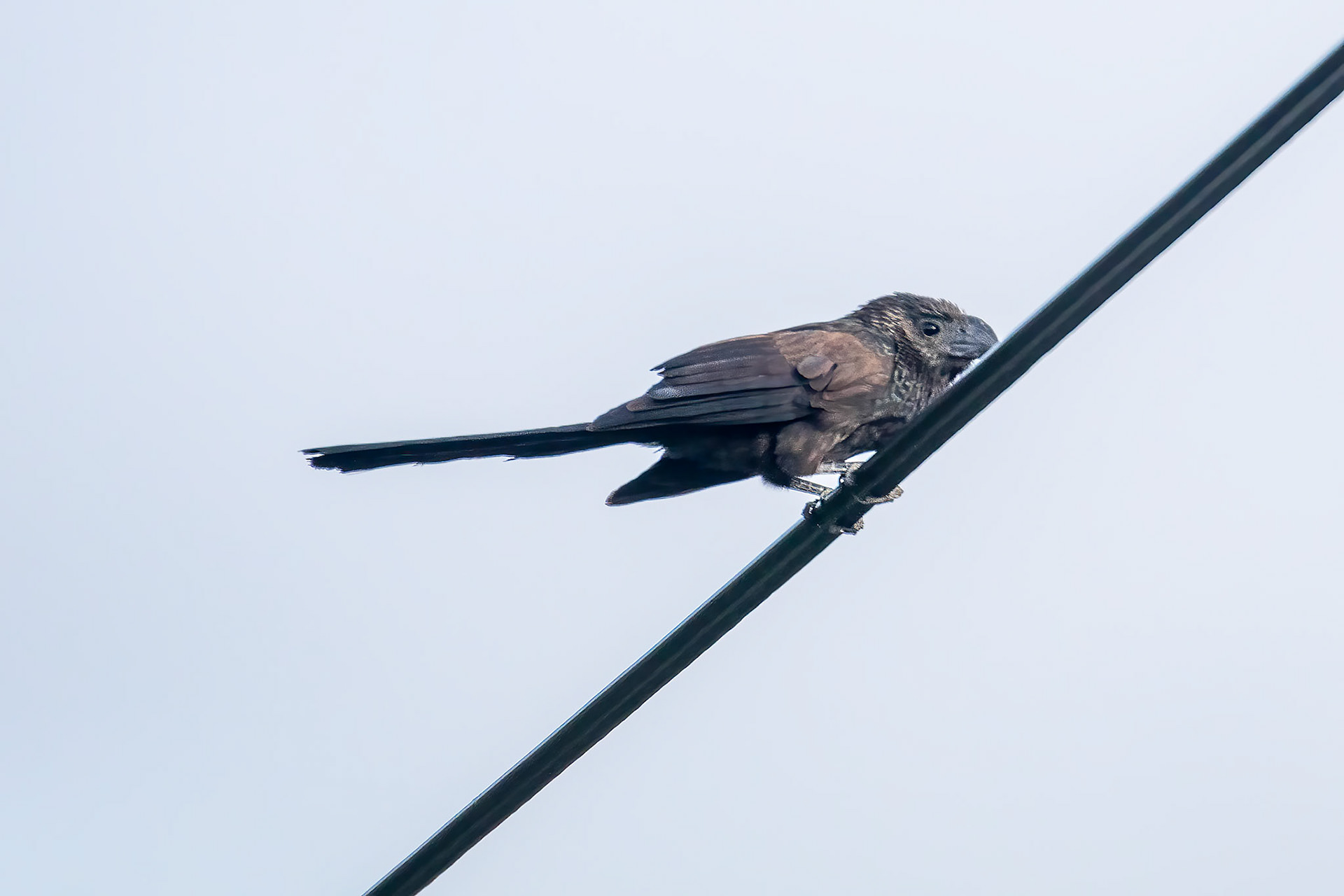 Crotophaga sulcirostris