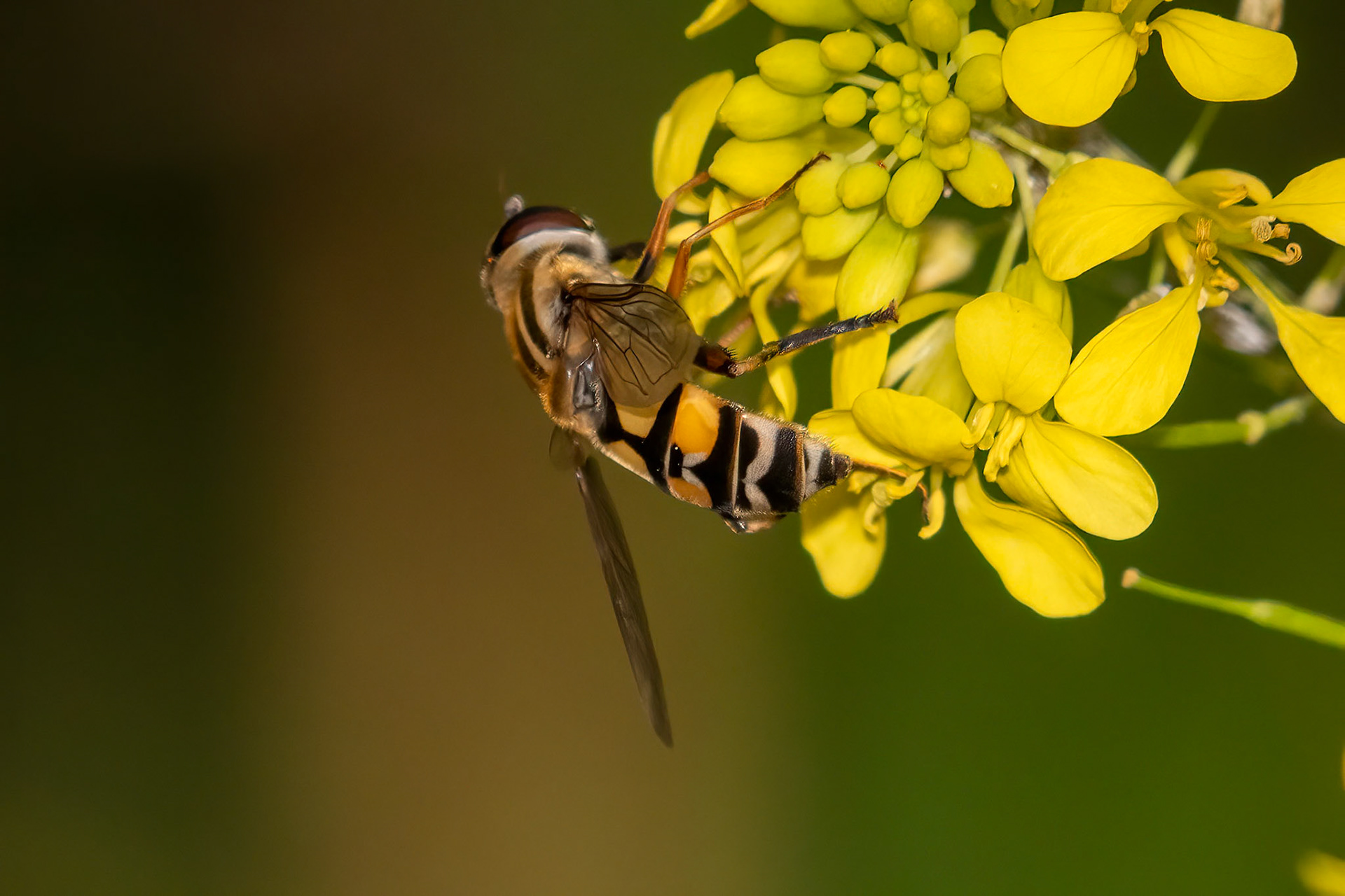 Helophilus trivittatus