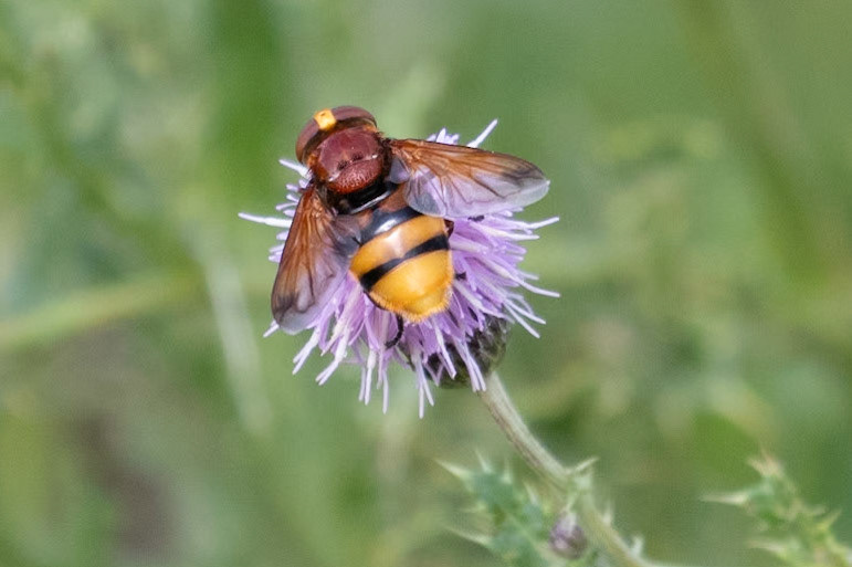 Volucella zonaria