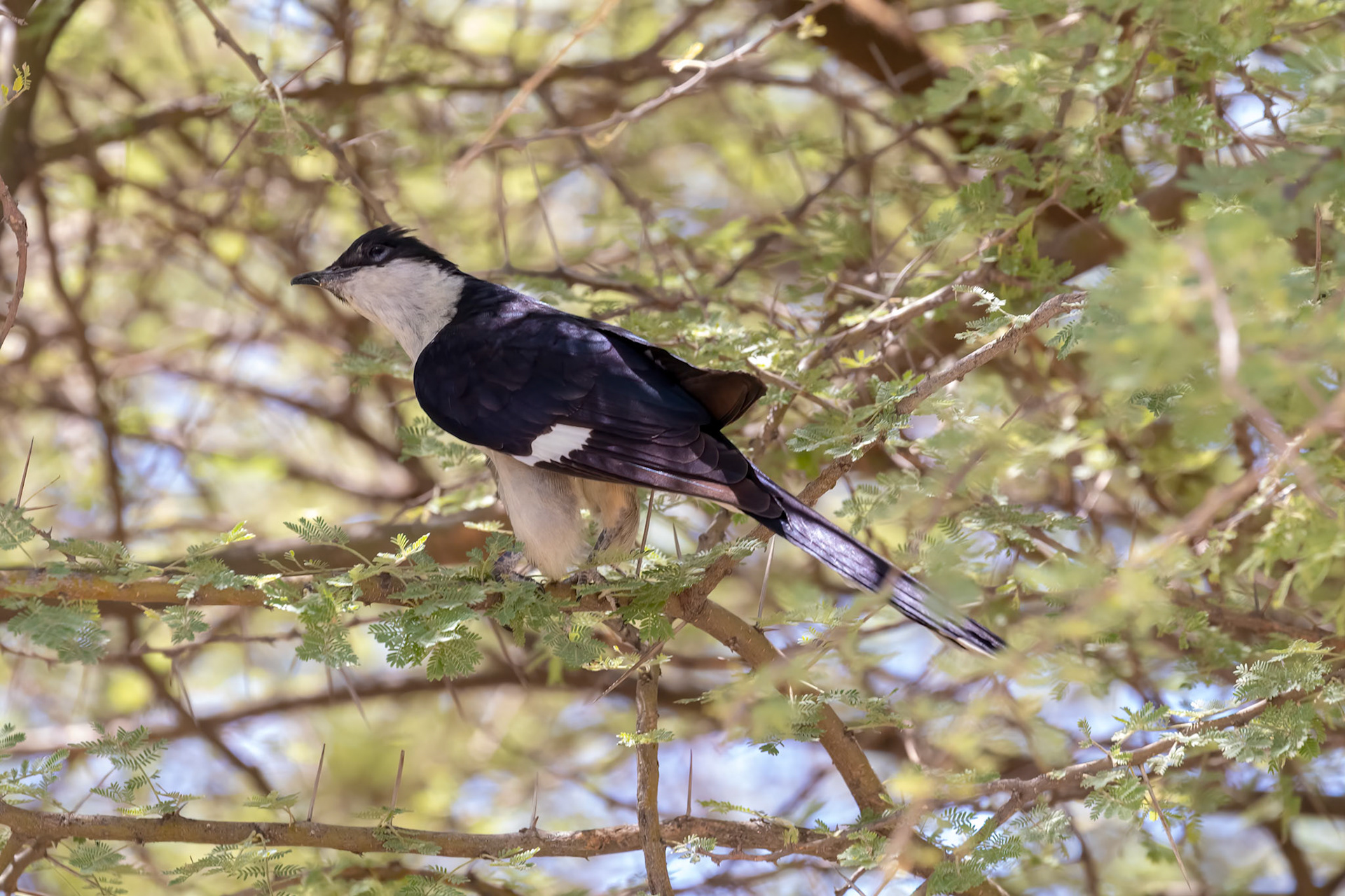 Clamator levaillantii