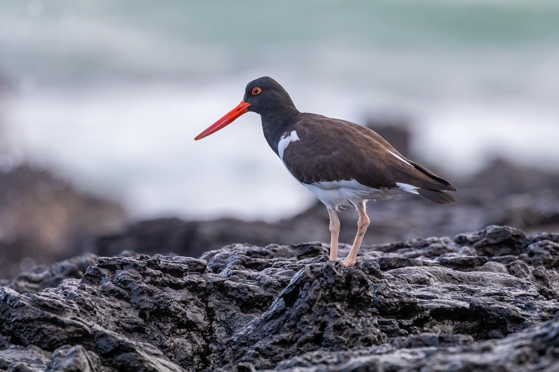 Haematopus palliatus galapensis