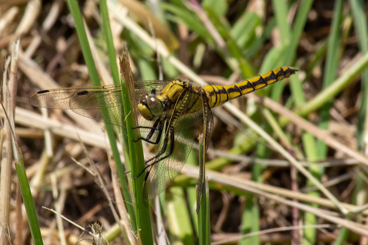 Orthetrum cancellatum