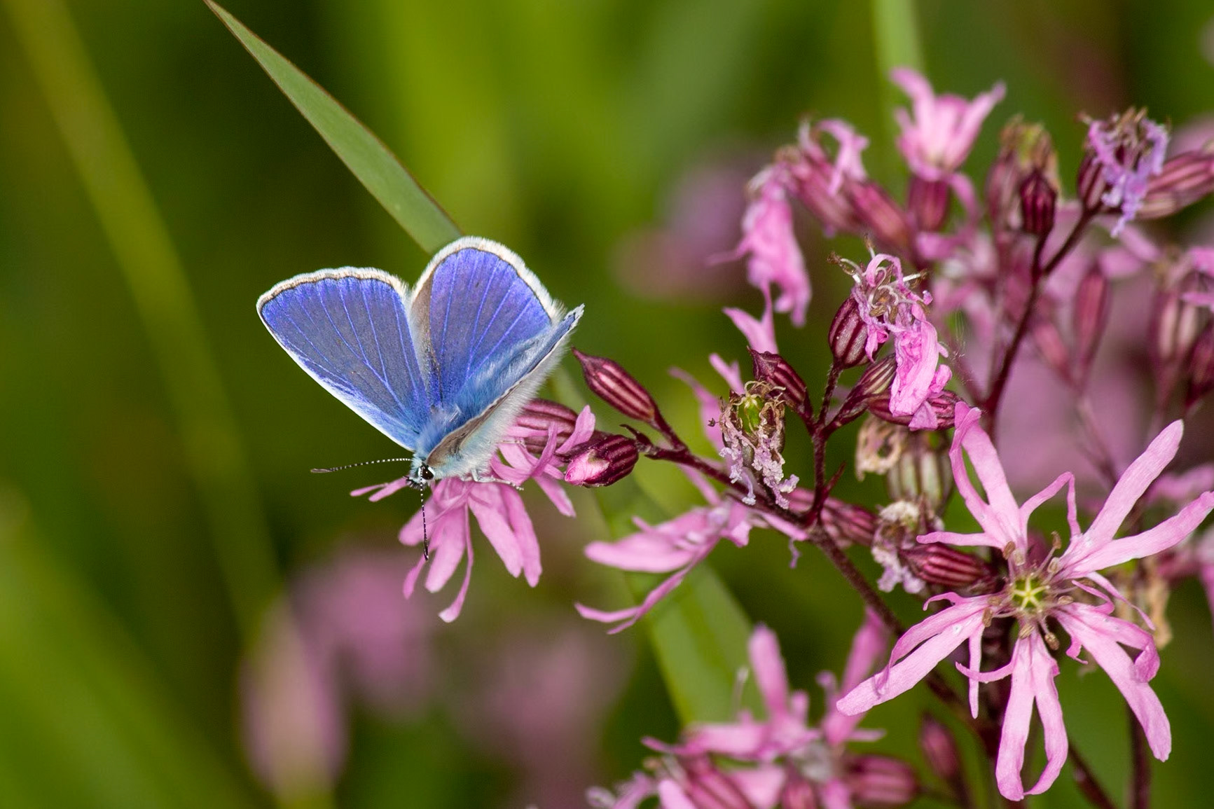 Polyommatus icarus