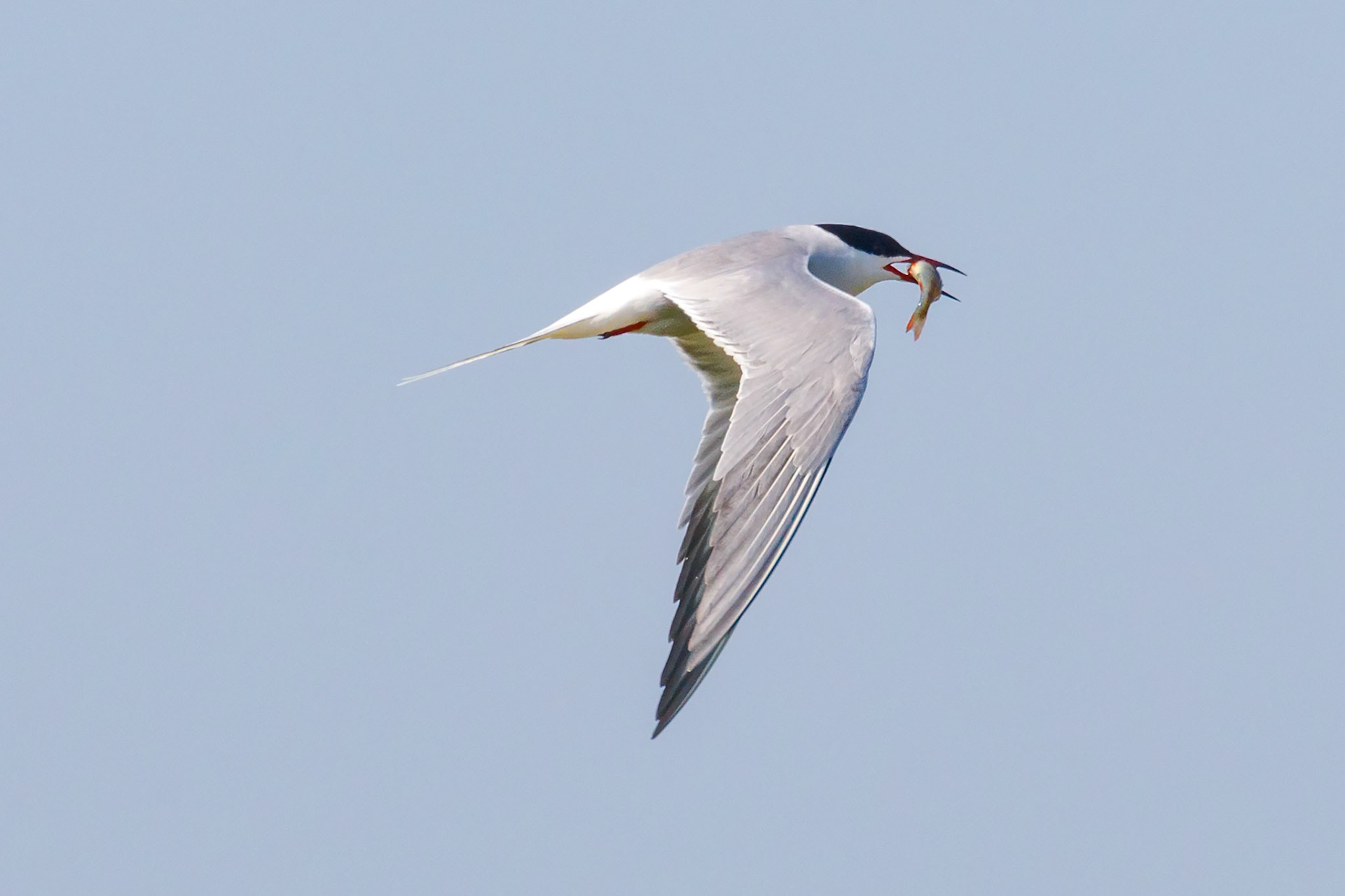 Sterna hirundo